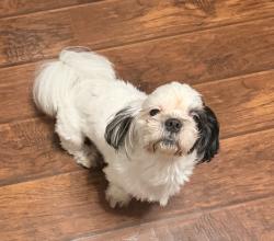 Lost Male Dog last seen Iglesia , Dallas, TX 75217