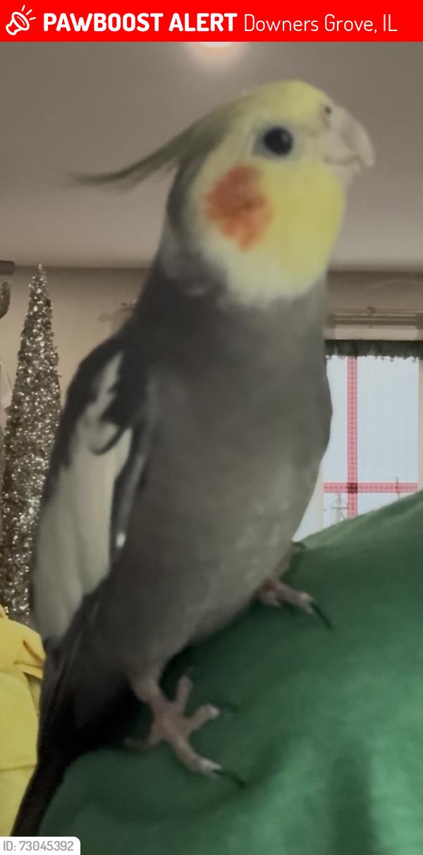 Lost Male Bird last seen Main St. and Ogden, Downers Grove, IL 60515