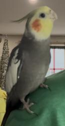 Lost Male Bird last seen Main St. and Ogden, Downers Grove, IL 60515