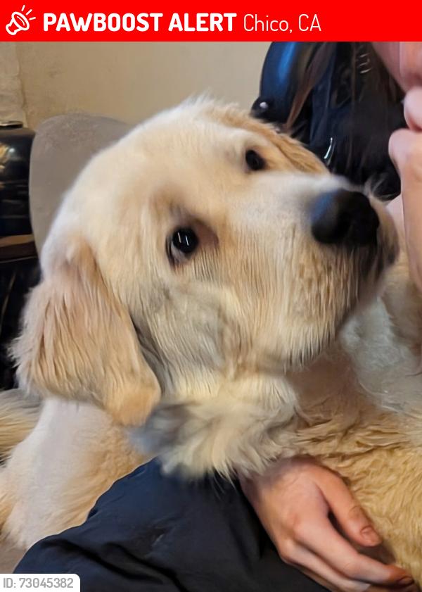 Lost Male Dog last seen Ceres and east lassen, Chico, CA 95973