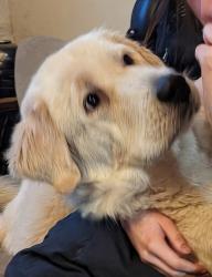 Lost Male Dog last seen Ceres and east lassen, Chico, CA 95973