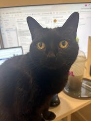 Lost Female Cat last seen Lamont Street, San Diego, CA 92109