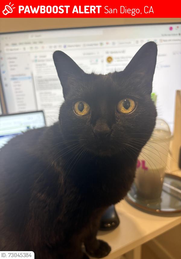 Lost Female Cat last seen Lamont Street, San Diego, CA 92109