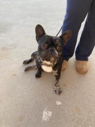 Found/Stray Male Dog last seen Oceano elementary school, Oceano, CA 93433