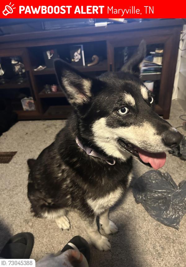 Lost Female Dog last seen Woodys deli, Maryville, TN 37801