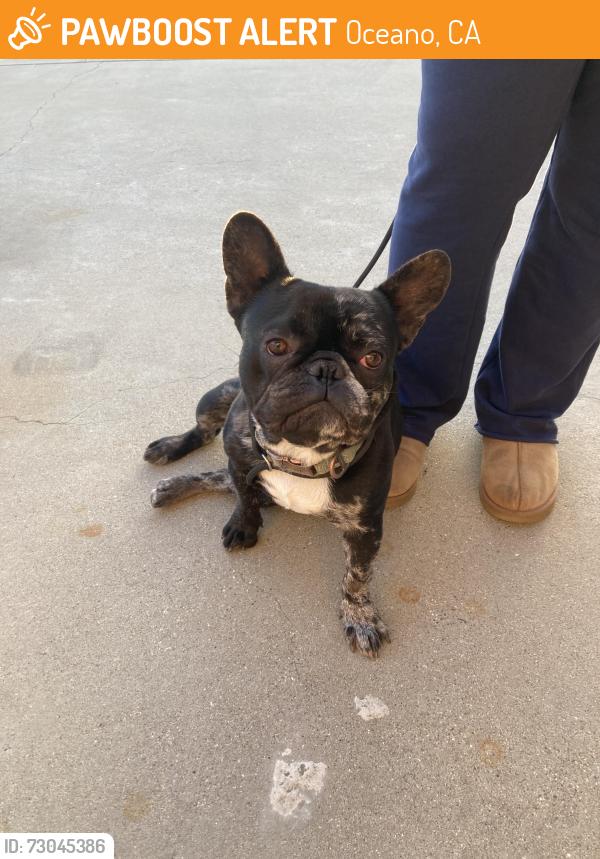 Found/Stray Male Dog last seen Oceano elementary school, Oceano, CA 93433