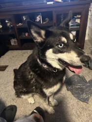 Lost Female Dog last seen Woodys deli, Maryville, TN 37801