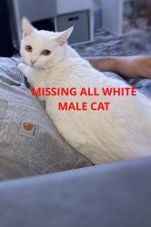 Reunited Male Cat last seen Near 167th Ave, San Leandro, CA 94578