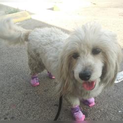 Lost Female Dog last seen Polk and Pollard, El Paso, TX 79930