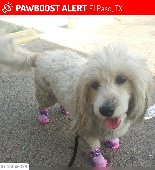 Lost Female Dog last seen Polk and Pollard, El Paso, TX 79930