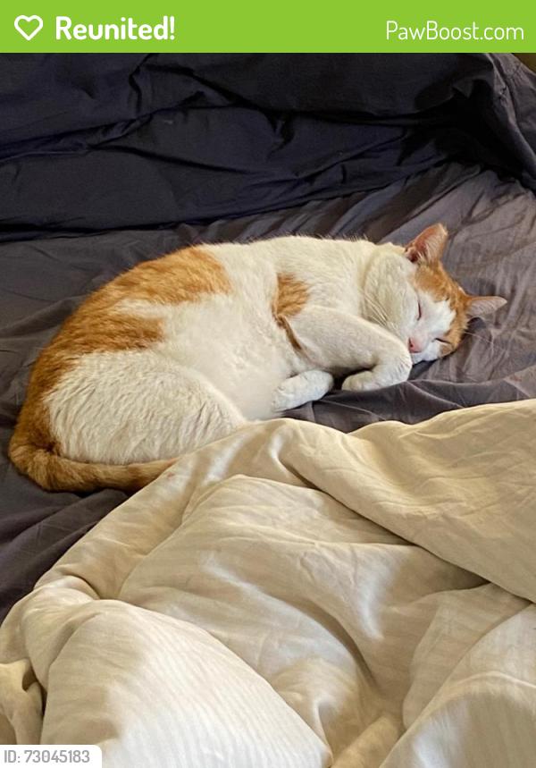 Reunited Male Cat last seen Maxwell and Birdsall, Oakland, CA 94619
