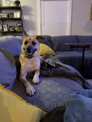 Found/Stray Female Dog last seen Don’t know , Fort Oglethorpe, GA 30742