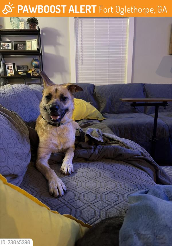 Found/Stray Female Dog last seen Don’t know , Fort Oglethorpe, GA 30742