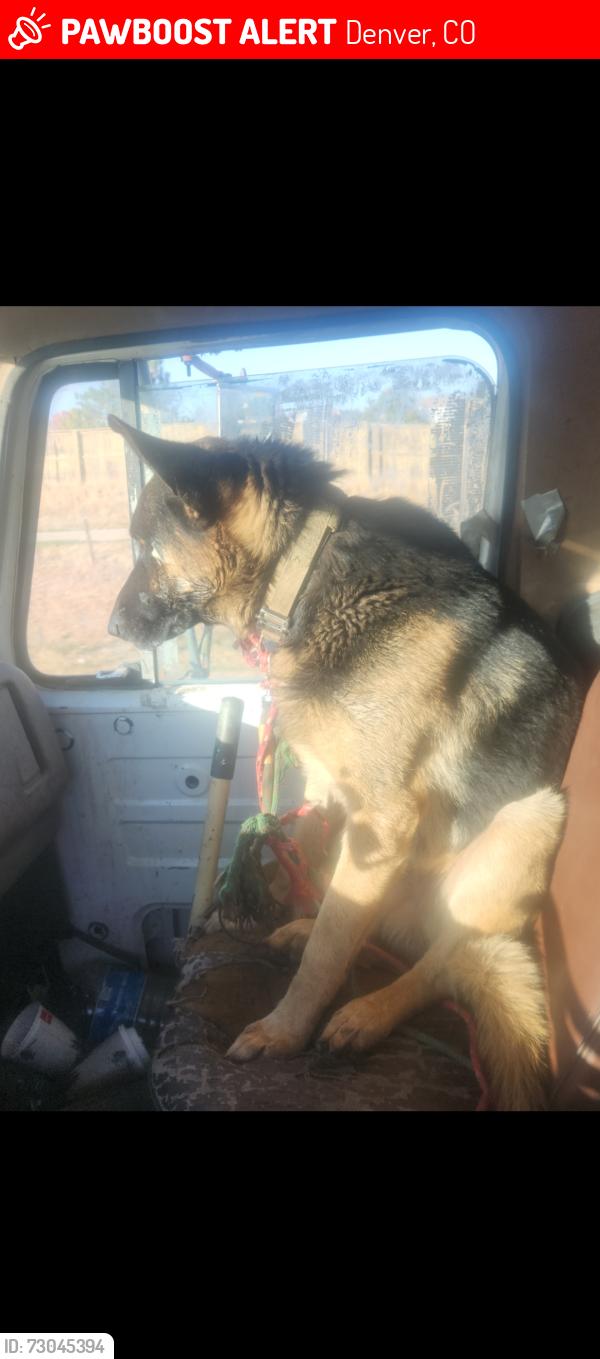 Lost Male Dog last seen Tucson and Randolph, Denver, CO 80239