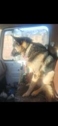 Lost Male Dog last seen Tucson and Randolph, Denver, CO 80239