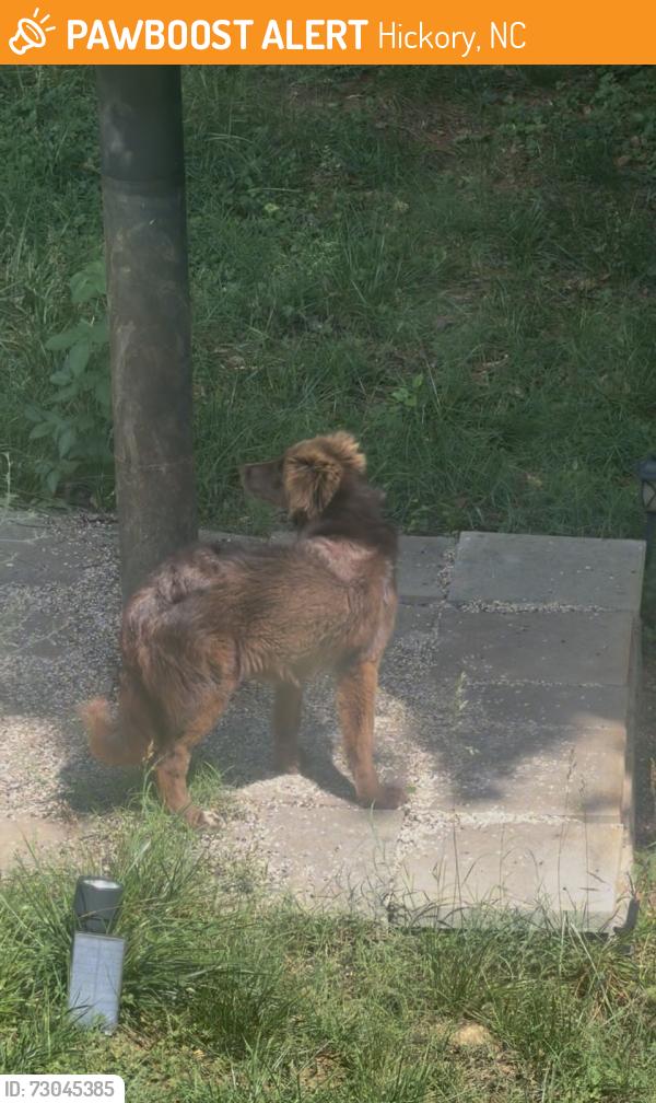 Found/Stray Unknown Dog last seen 5th Street Place NE, Hickory, NC 28601