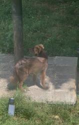 Found/Stray Unknown Dog last seen 5th Street Place NE, Hickory, NC 28601