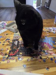 Lost Male Cat last seen Island Park and 41, Lee County, FL 33908