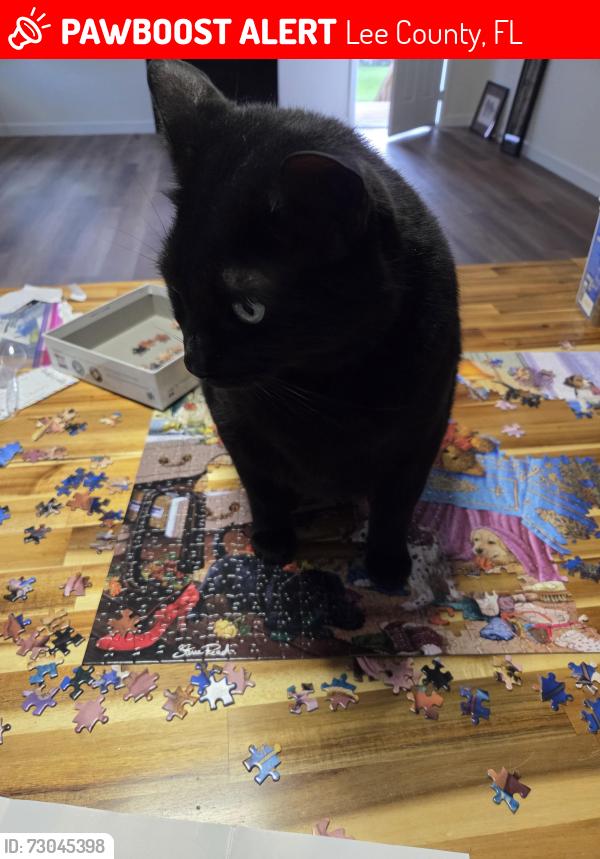 Lost Male Cat last seen Island Park and 41, Lee County, FL 33908