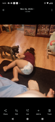 Lost Male Dog last seen Eldridge and gerrick, Los Angeles, CA 91342