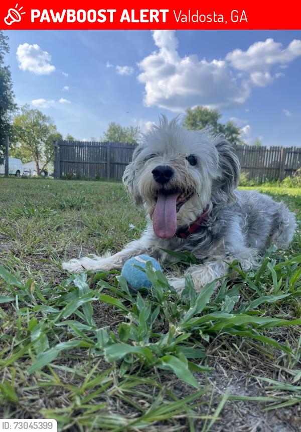 Lost Male Dog last seen Bemiss, Valdosta, GA 31605