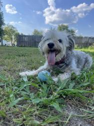 Lost Male Dog last seen Bemiss, Valdosta, GA 31605