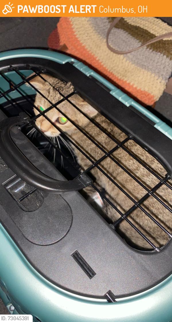 Found/Stray Female Cat last seen Brookside blvd Columbus Ohio near plant pi and el paso  Dr, Columbus, OH 43204