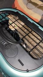 Found/Stray Female Cat last seen Brookside blvd Columbus Ohio near plant pi and el paso  Dr, Columbus, OH 43204