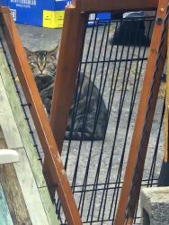Found/Stray Male Cat last seen Cameron and University , Pontiac, MI 48340