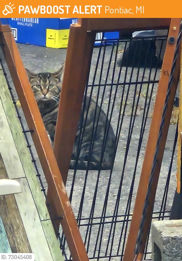 Found/Stray Male Cat last seen Cameron and University , Pontiac, MI 48340