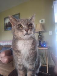Lost Male Cat last seen Near dundee Methodist church, Dundee, MI 48131