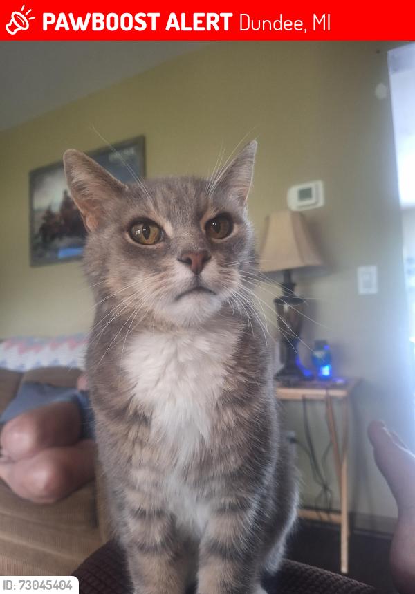 Lost Male Cat last seen Near dundee Methodist church, Dundee, MI 48131