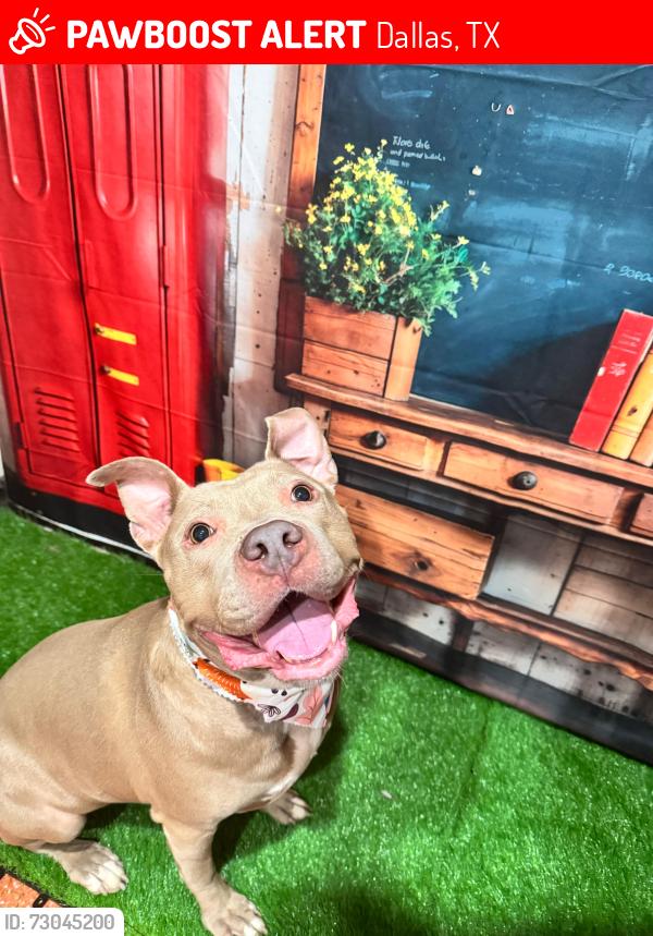 Lost Female Dog last seen Forest ln and leisure, Dallas, TX 75243