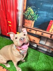 Lost Female Dog last seen Forest ln and leisure, Dallas, TX 75243