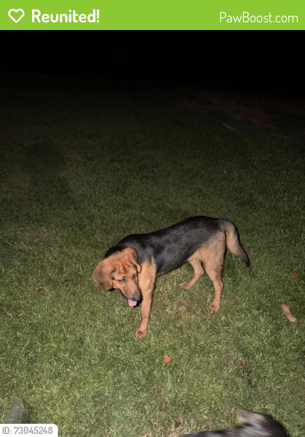 Reunited Female Dog last seen MY HOME-BLUR, 104 Family CT, Commerce, GA 30530, USA, Commerce, GA 30530