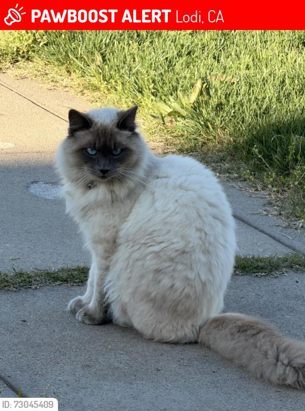 Lost Male Cat last seen Harney lane , Lodi, CA 95240