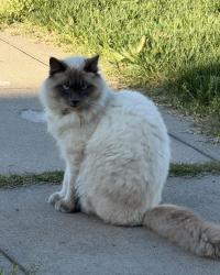 Lost Male Cat last seen Harney lane , Lodi, CA 95240