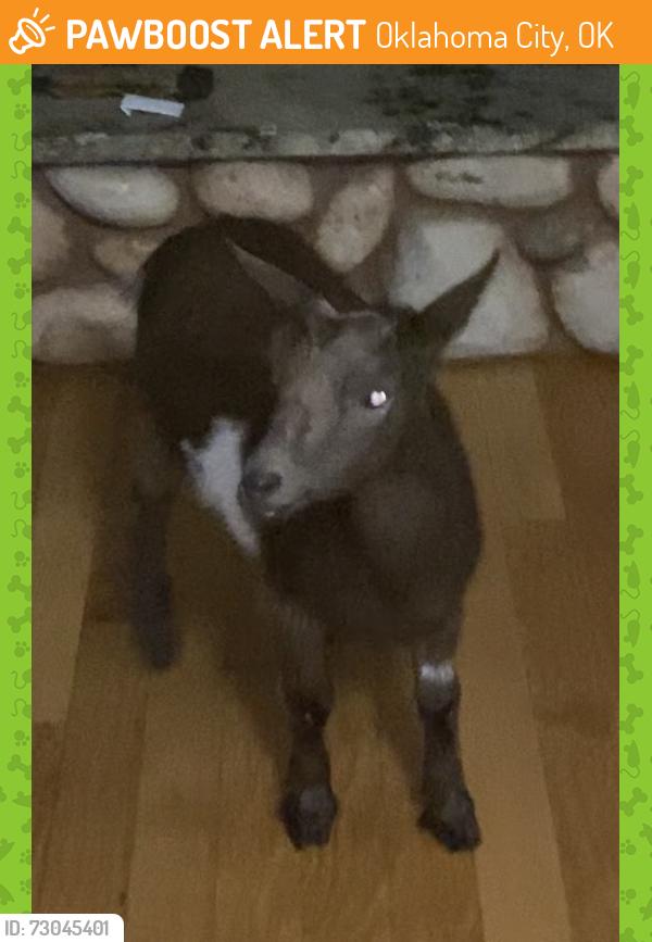 Found/Stray Female Other last seen South of S.E.29th off of Westminster on Newey Avenue., Oklahoma City, OK 73150