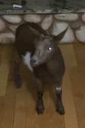 Found/Stray Female Other last seen South of S.E.29th off of Westminster on Newey Avenue., Oklahoma City, OK 73150