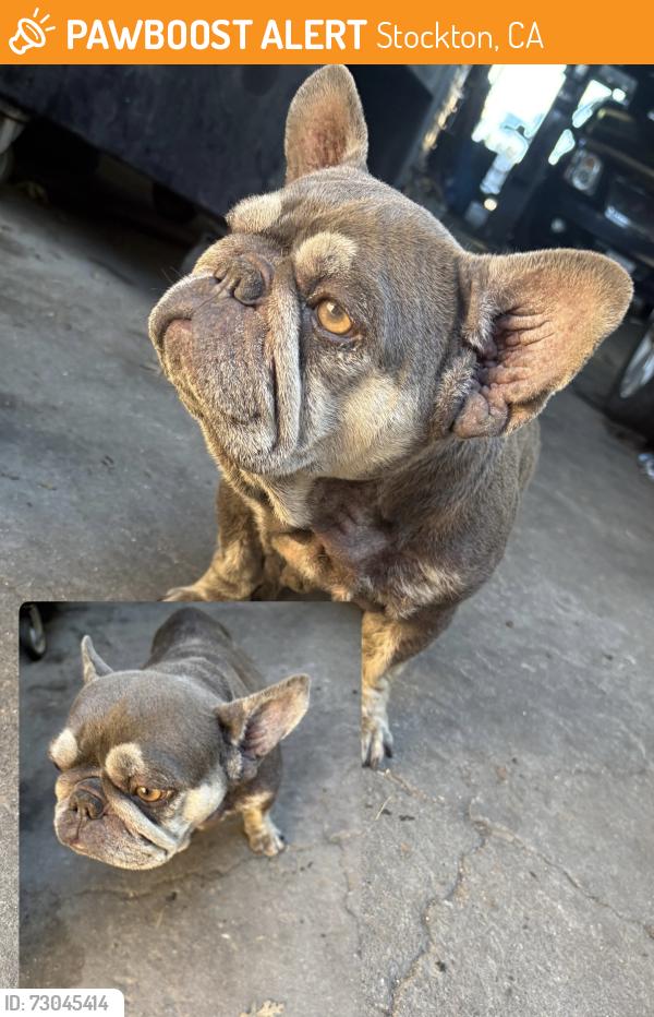 Found/Stray Female Dog last seen Weber & F st, Stockton, CA 95205