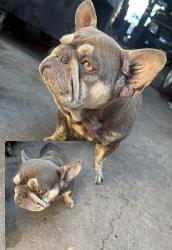 Found/Stray Female Dog last seen Weber & F st, Stockton, CA 95205
