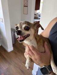 Found/Stray Female Dog last seen Range View Avenue and Phillips Way, Los Angeles, CA 90042