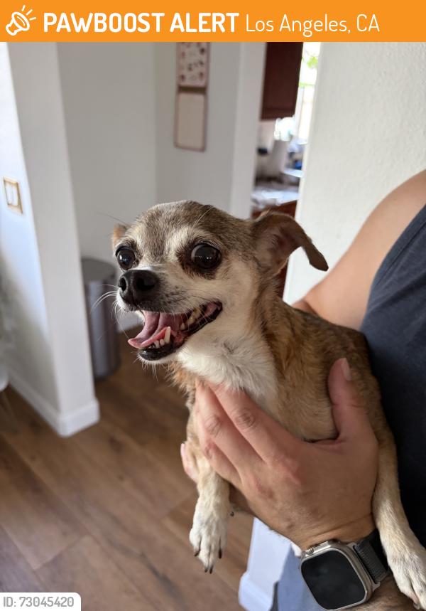 Found/Stray Female Dog last seen Range View Avenue and Phillips Way, Los Angeles, CA 90042