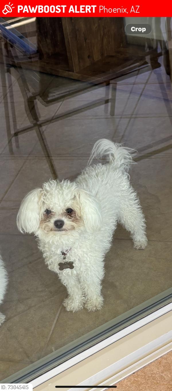 Lost Male Dog last seen 81rd and Indian school, Phoenix, AZ 85033