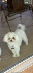 Lost Male Dog last seen 81rd and Indian school, Phoenix, AZ 85033