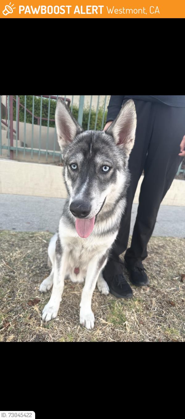 Found/Stray Male Dog last seen Imperial hwy and mariposa ave, Westmont, CA 90044