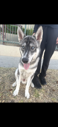 Found/Stray Male Dog last seen Imperial hwy and mariposa ave, Westmont, CA 90044