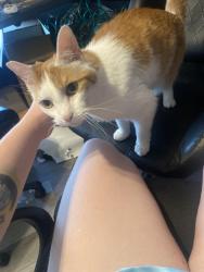 Lost Male Cat last seen Stillwater apmts 5600 S & Vine St next to Murray City Cemetery, Murray, UT 84107