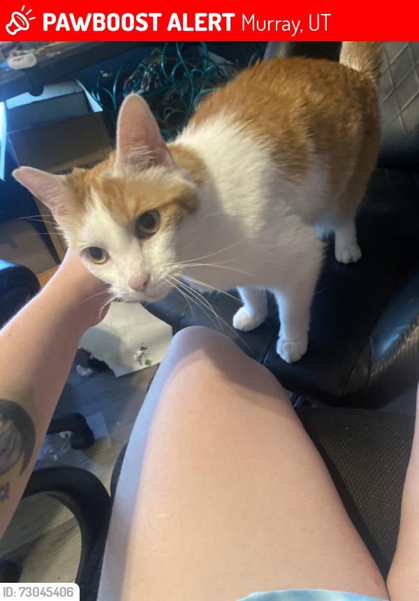 Lost Male Cat last seen Stillwater apmts 5600 S & Vine St next to Murray City Cemetery, Murray, UT 84107