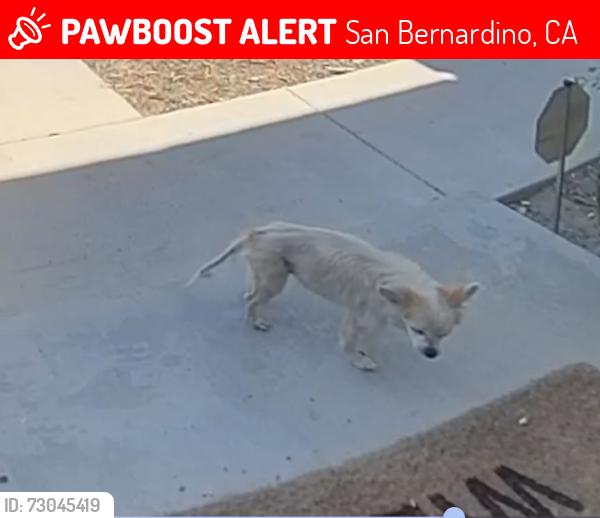 Lost Female Dog last seen Mill st, San Bernardino, CA 92410